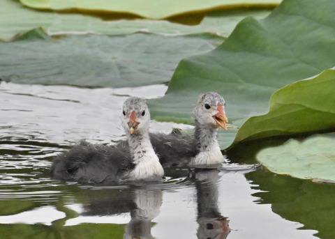 オオバンのヒナ4863