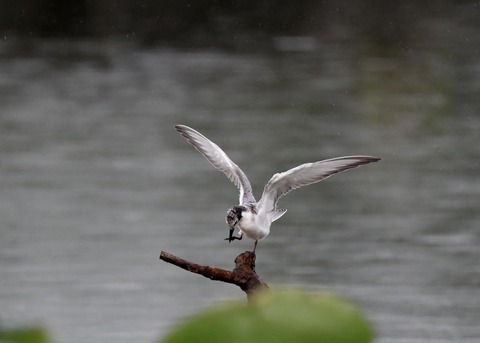 クロハラアジサシ幼鳥1848