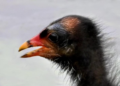 バンのヒナ1000(1120)