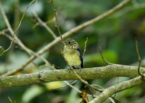 オオルリ♂若鳥0455