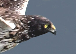 ズグロチュウヒ3000(3168)