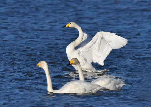 オオハクチョウ3547