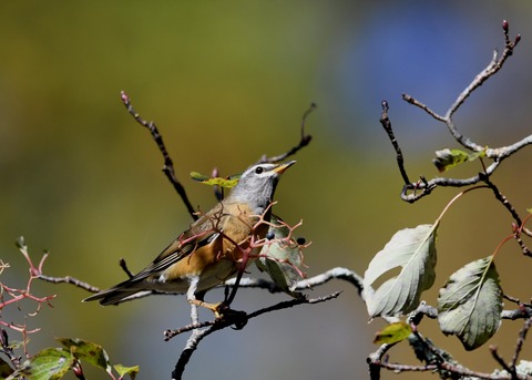 マミチャジナイ2893