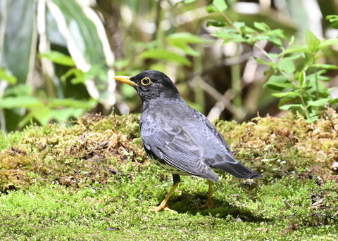 クロツグミ♂2927