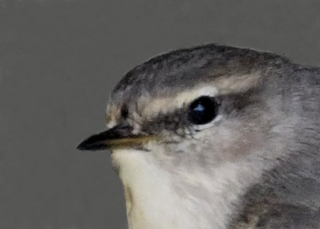 チフチャフ6692-02