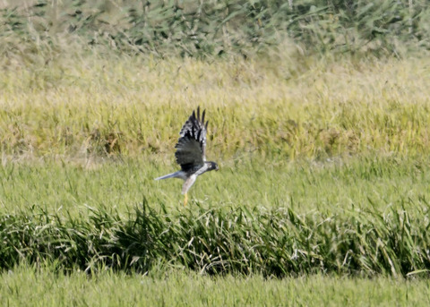 大陸型チュウヒ♂5937