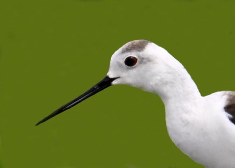 セイタカシギ♀0000-01