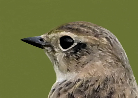 ノビタキ♀1001