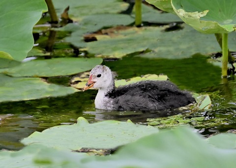 オオバンのヒナ6121