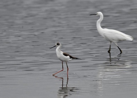 セイタカシギ3965