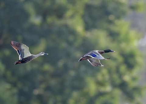 マガモのハイブリッド9612-02