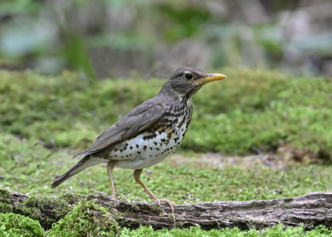 クロツグミ♀1094