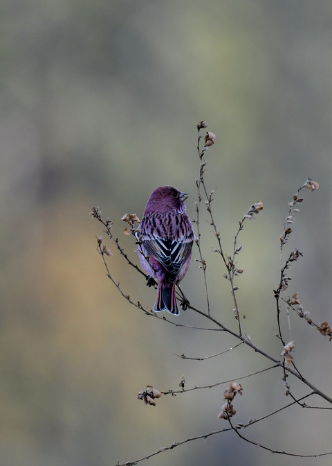 オオマシコ♂9036