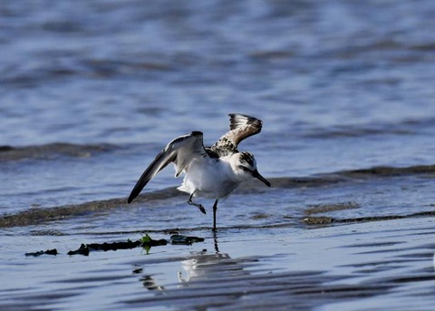 ミユビシギ幼羽8885