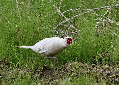 キジ♂白化1062