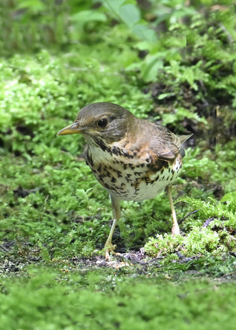 クロツグミ♀0003