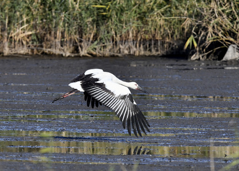 コウノトリ(J0189)6428