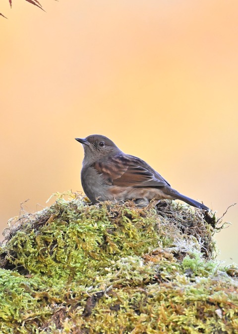 カヤククセリ6339