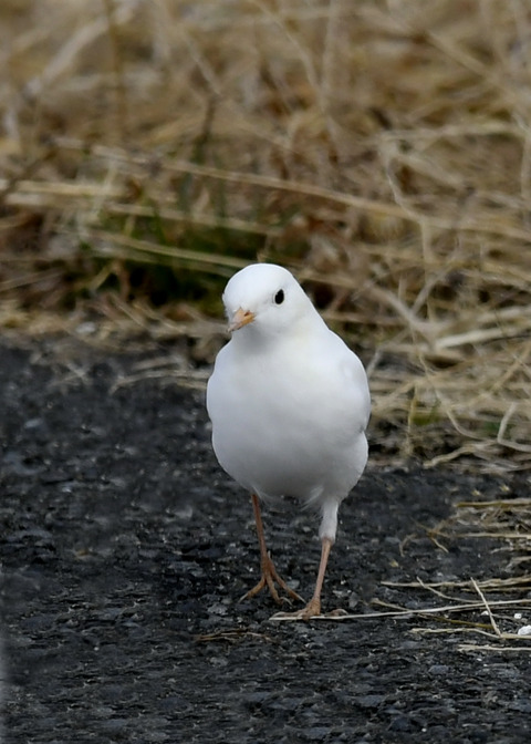 白化・ハクセキレイ8043