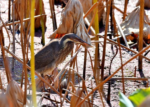 タカサゴクロサギ8925