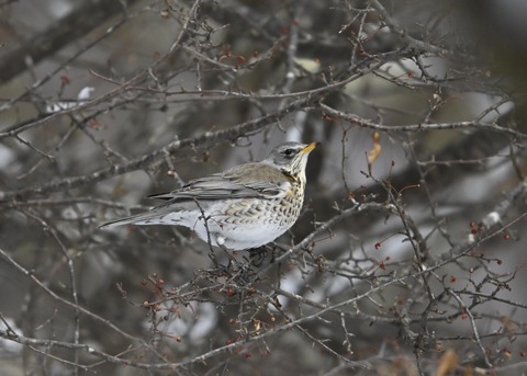 ノハラツグミ1395