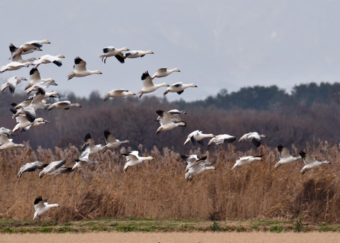 ハクガン6718 - コピー
