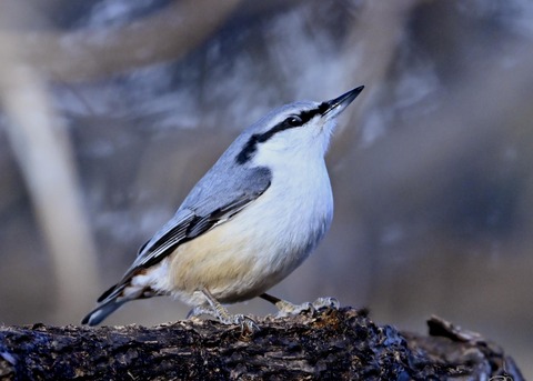 ゴジュウカラ4599