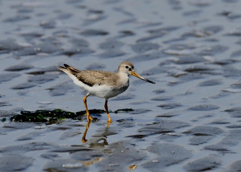 ソリハシシギ1358