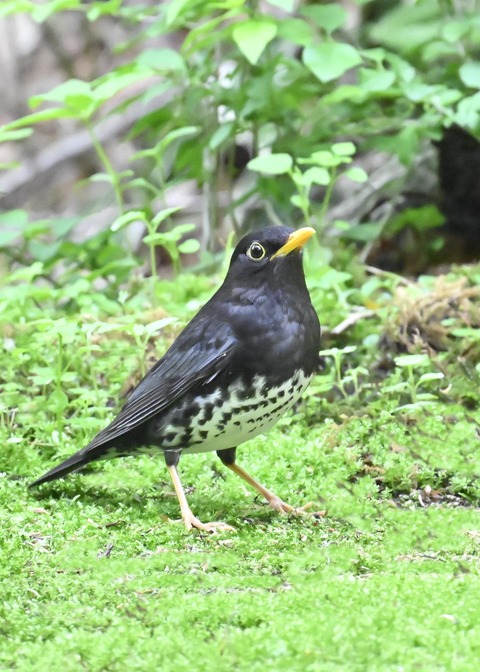 クロツグミ♂2822