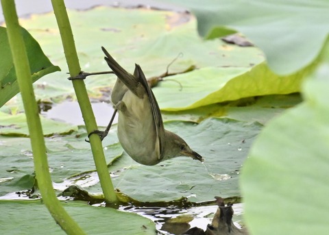 オオヨシキリ1447