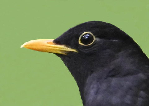 クロツグミ♂3000