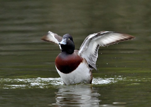 アカハジロ♂8792