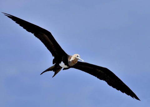 オオグンカンドリ6010