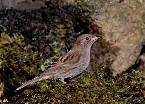 カヤクグリ7223