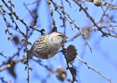 ベニヒワ♀5485