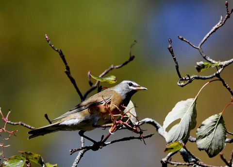 マミチャジナイ2902