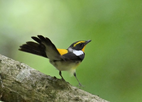 キビタキ成鳥♂5741