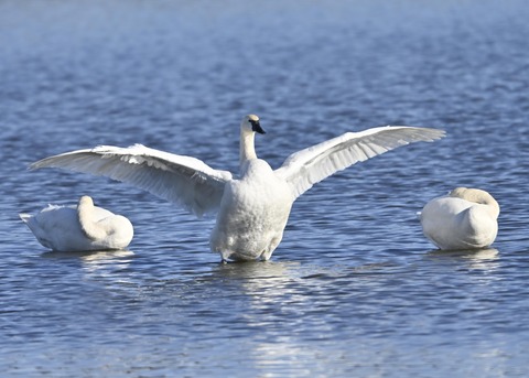 アメリカコハクチョウ8753
