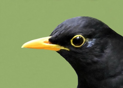 クロツグミ♂2000