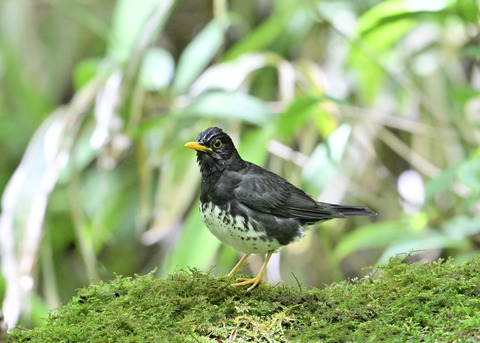 クロツグミ♂0156