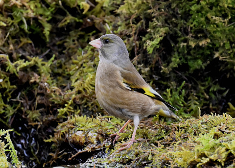 オオカワラヒワ7594