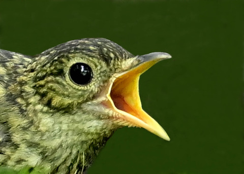 オオルリ幼鳥0002