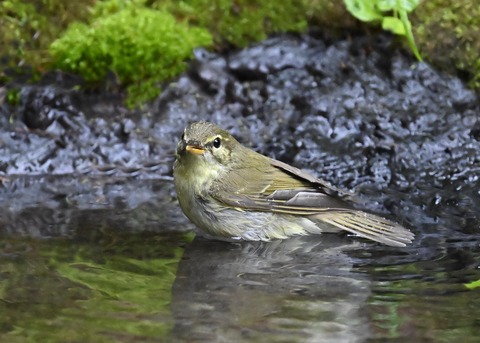 メボソムシクイ0372