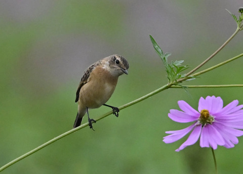 ノビタキ♀0923