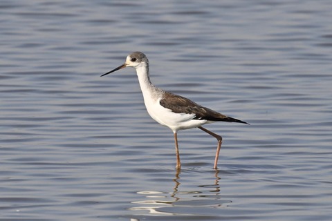 セイタカシギ幼鳥2863