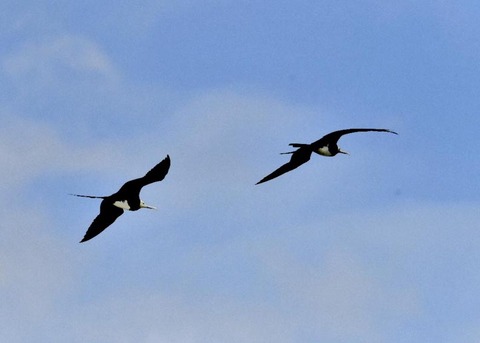 オオグンカンドリ6033