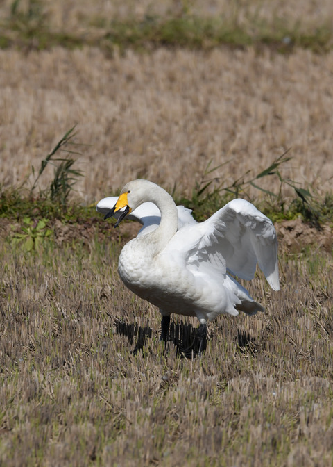 オオハクチョウ4386