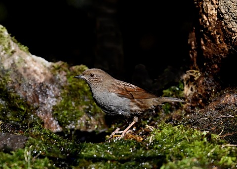 カヤクグリ5024