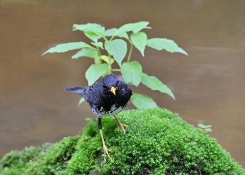 クロツグミ♂6892