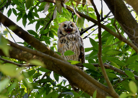 トラフズク♂2313